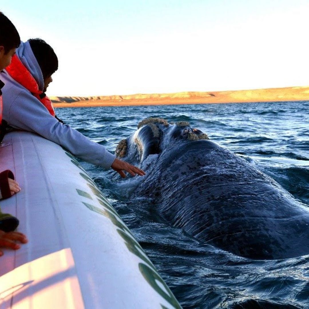 -avistaje-de-ballenas-con-pinginera-en-punta-tombo-todo-incluido-150